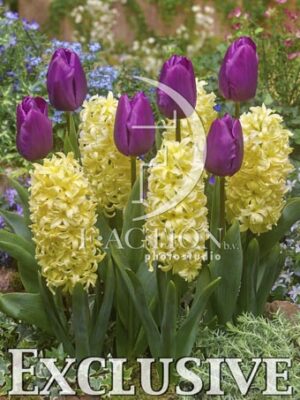 botanic stock photo Hyacinthus