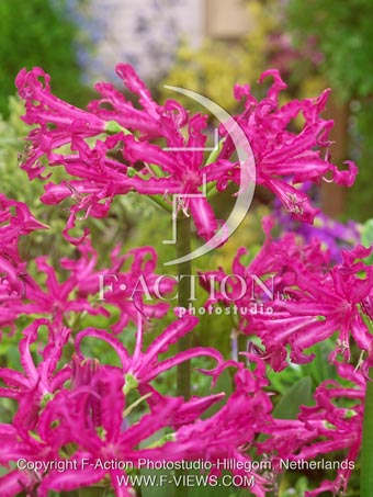 botanic stock photo Nerine