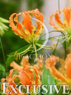 botanic stock photo Gloriosa