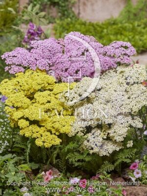 botanic stock photo Achillea