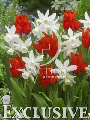 botanic stock photo Mixed