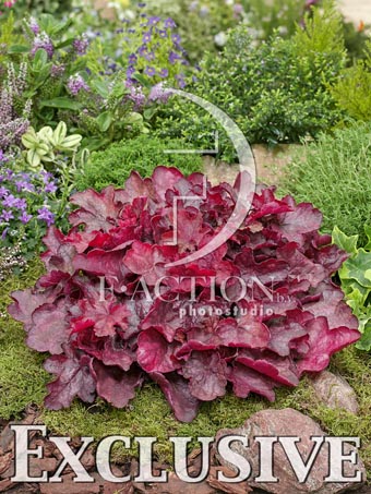 botanic stock photo Heuchera