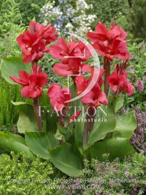botanic stock photo Canna