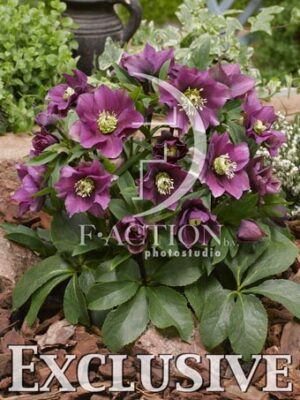 botanic stock photo Helleborus