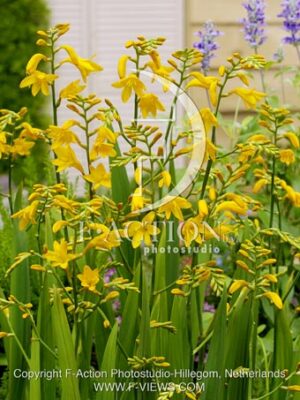 botanic stock photo Crocosmia