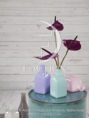 botanic stock photo Anthurium