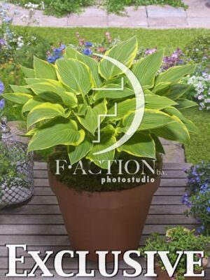 botanic stock photo Hosta