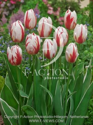 botanic stock photo Tulipa