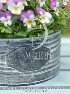 botanic stock photo Viola