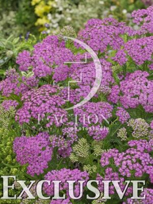 botanic stock photo Achillea