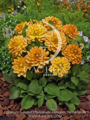 botanic stock photo Dahlia