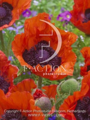 botanic stock photo Papaver