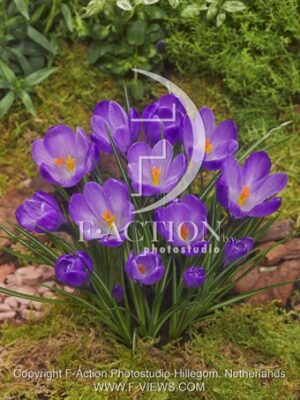 botanic stock photo Crocus