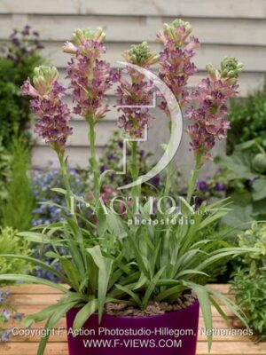 botanic stock photo Polianthes