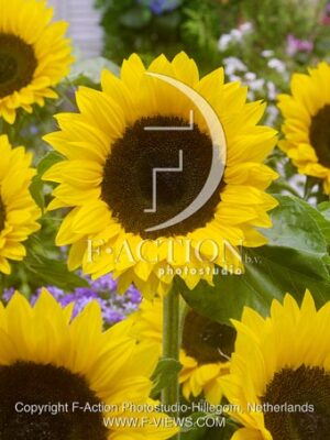 botanic stock photo Helianthus