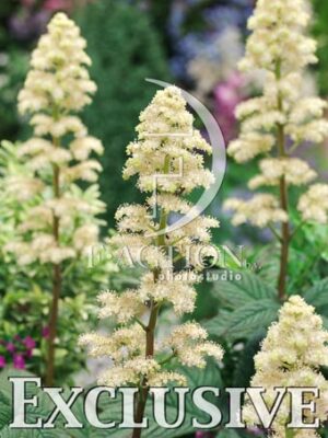 botanic stock photo Rodgersia