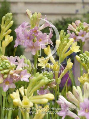 botanic stock photo Polianthes