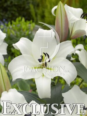 botanic stock photo Lilium