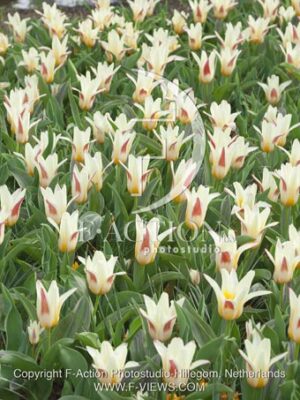 botanic stock photo Tulipa