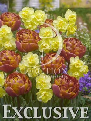 botanic stock photo Narcissus