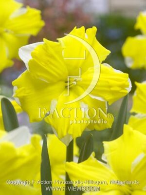 botanic stock photo Narcissus