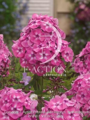 botanic stock photo Phlox