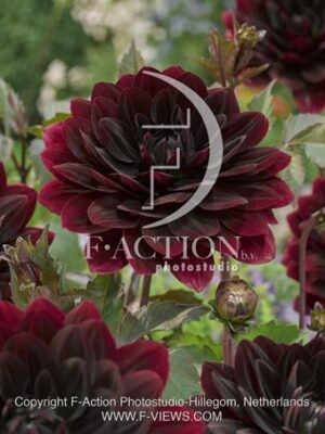 botanic stock photo Dahlia