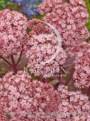 botanic stock photo Sedum