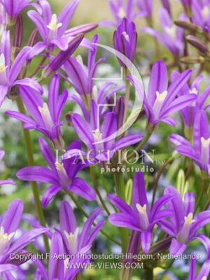 botanic stock photo Brodiaea