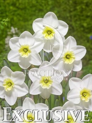botanic stock photo Narcissus