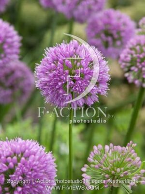 botanic stock photo Allium