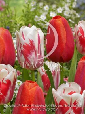 botanic stock photo Tulipa