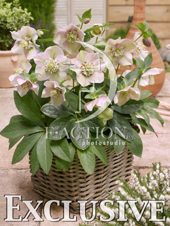 botanic stock photo Helleborus