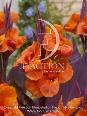 botanic stock photo Canna