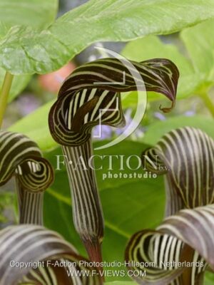 botanic stock photo Arisaema