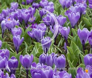 botanic stock photo Crocus