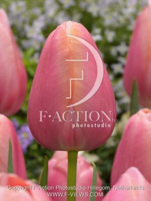 botanic stock photo Tulipa