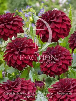 botanic stock photo Dahlia