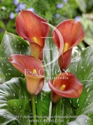 botanic stock photo Zantedeschia