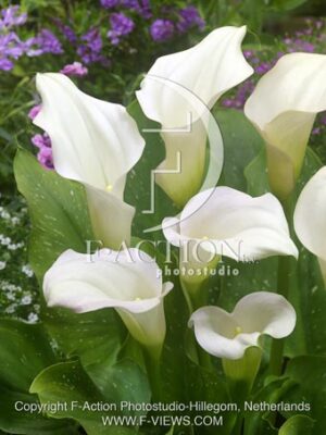 botanic stock photo Zantedeschia