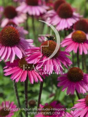 botanic stock photo Echinacea