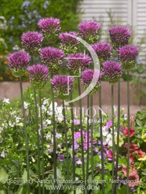 botanic stock photo Allium