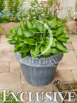 botanic stock photo Hosta