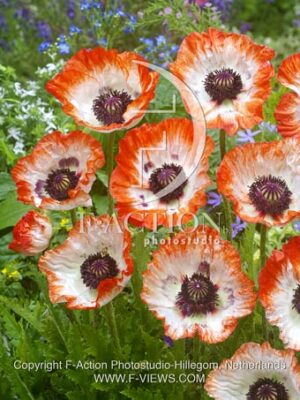 botanic stock photo Papaver