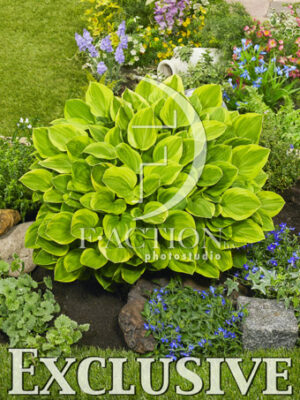 botanic stock photo Hosta