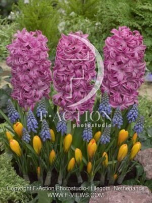 botanic stock photo Hyacinthus