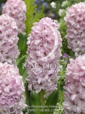 botanic stock photo Hyacinthus