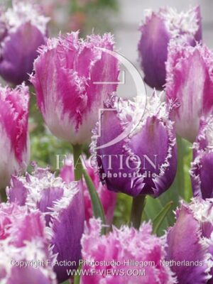 botanic stock photo Tulipa