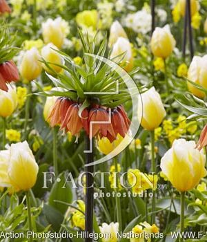 botanic stock photo Spring flowers