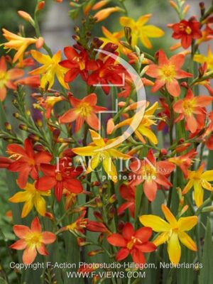 botanic stock photo Crocosmia